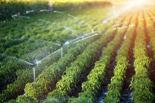 Spray Pumps for Agriculture - A Detailed Guide