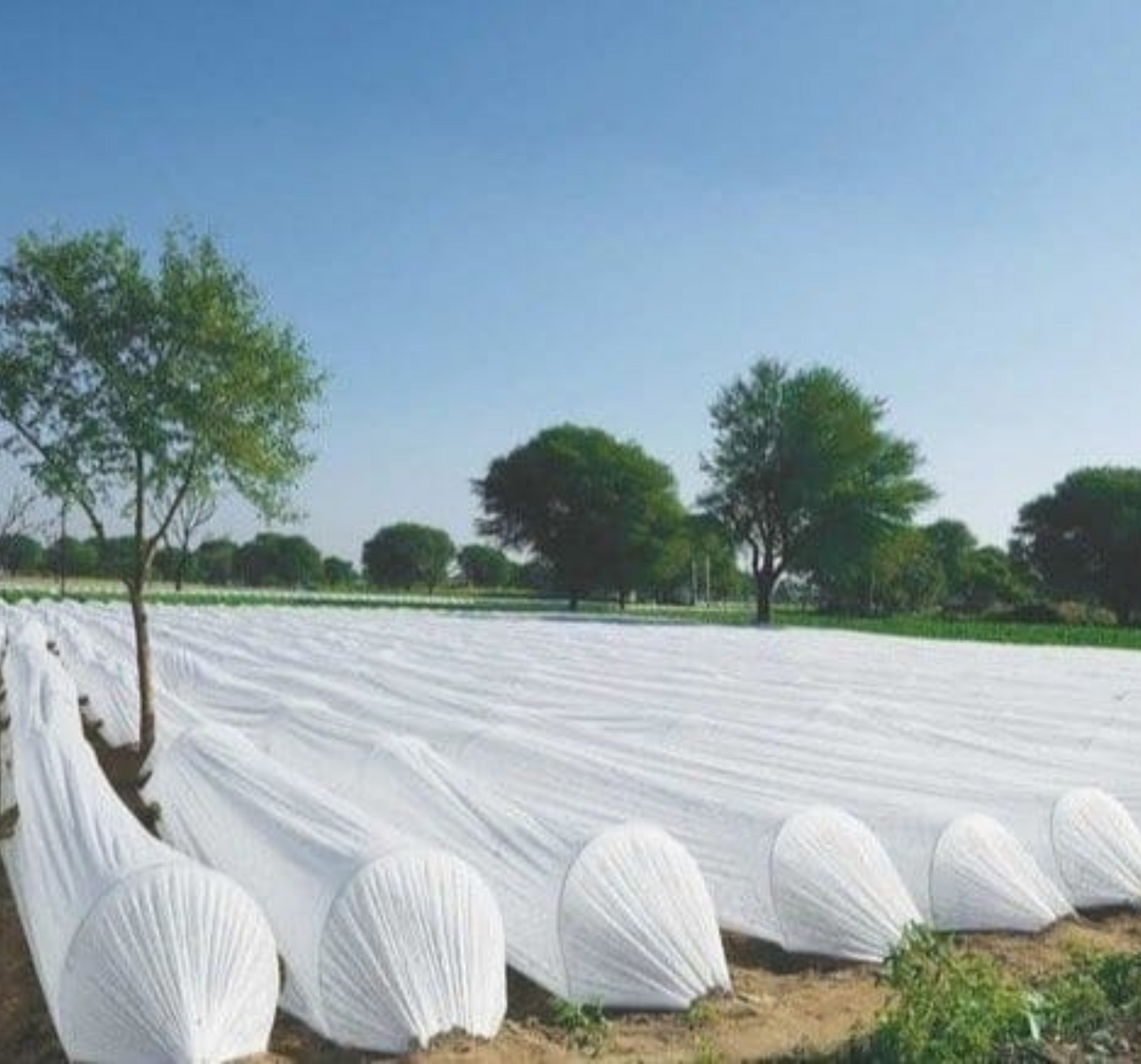 Crop cover 1.6 meter(17 GSM) 400 meter