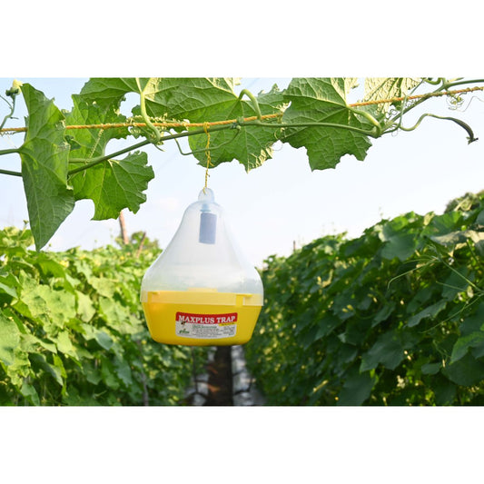 Maxplus Trap Fruit fly trap ( pack of 10 )