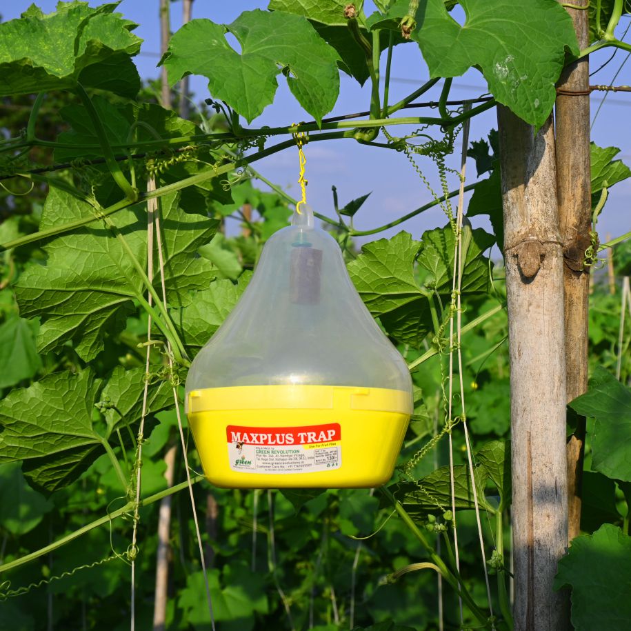 Maxplus Trap Fruit fly trap ( pack of 10 )