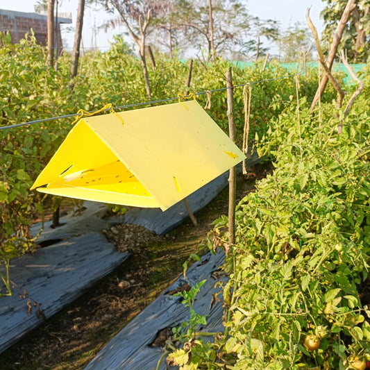 Delta Trap ( Pack of 10 )