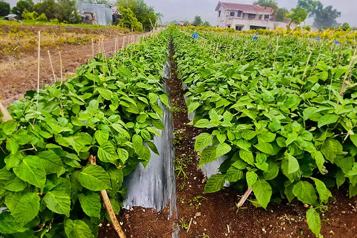Mulching film
