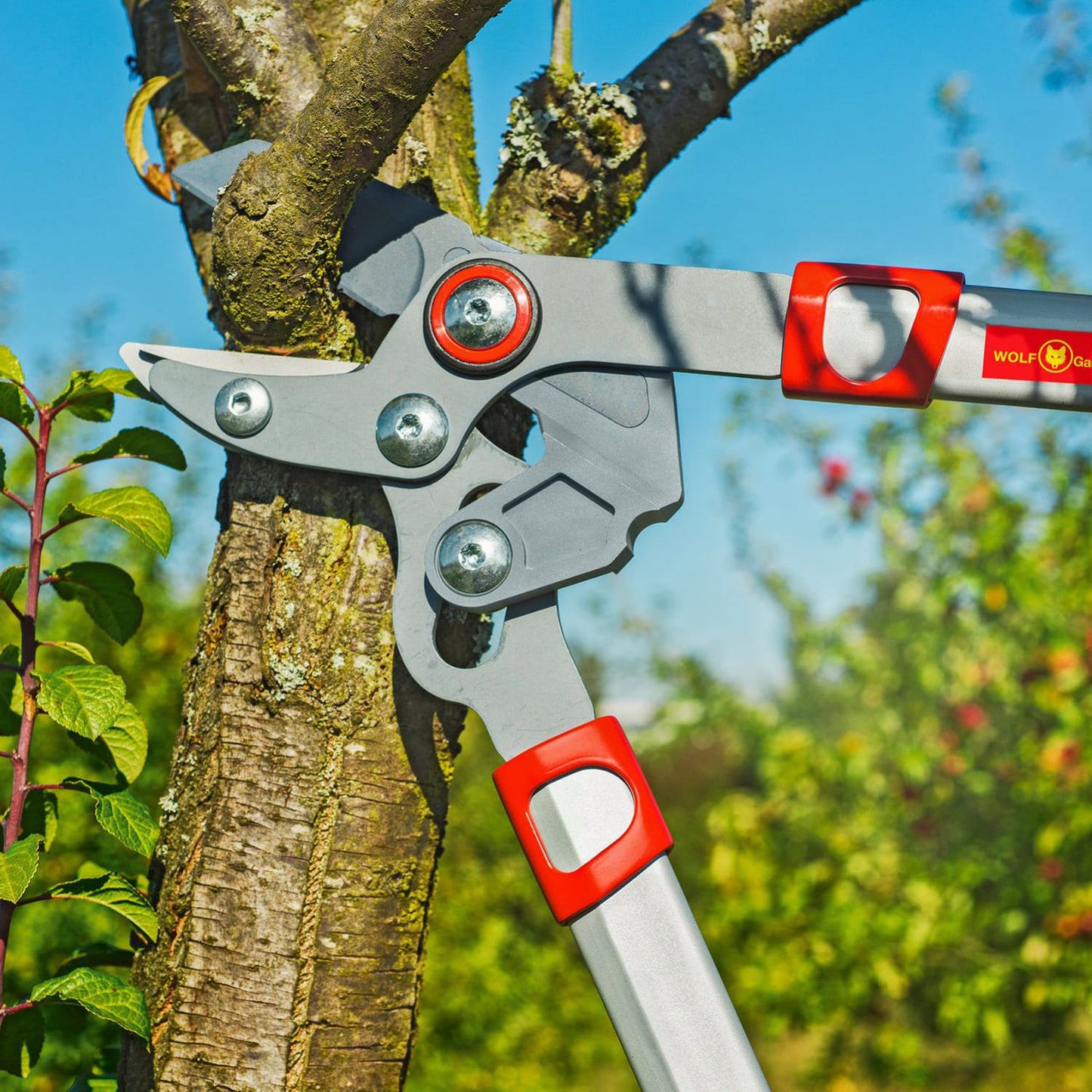 ANVIL BRANCH LOPPERS