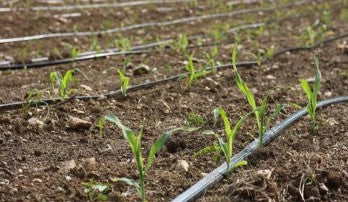 Drip Irrigation Pipe (Flat Inline Drip 16 mm)