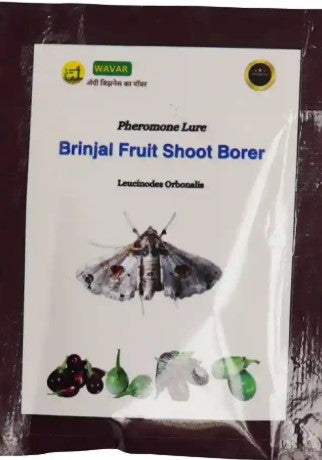 Brinjal fruit shoot borer