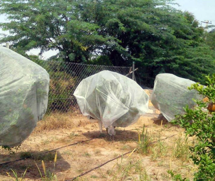Crop Cover