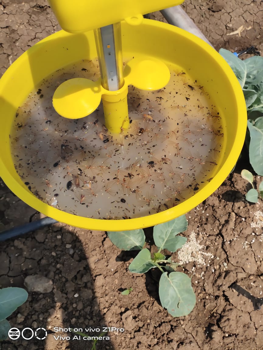 MINI SOLAR LIGHT TRAP