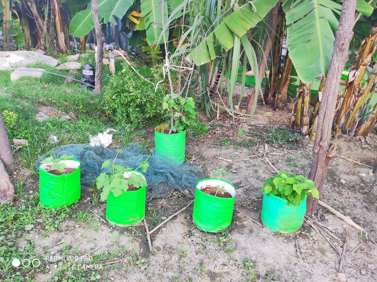 Grow Bag