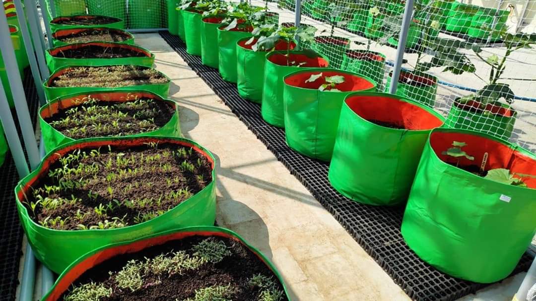 Grow Bag