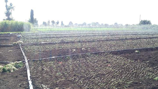 Rain pipe (Micro Rain Spray Hose) 32mm