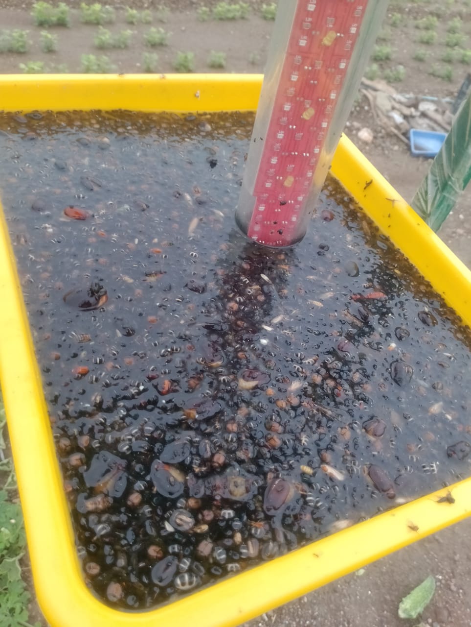 Smart Insect Trap