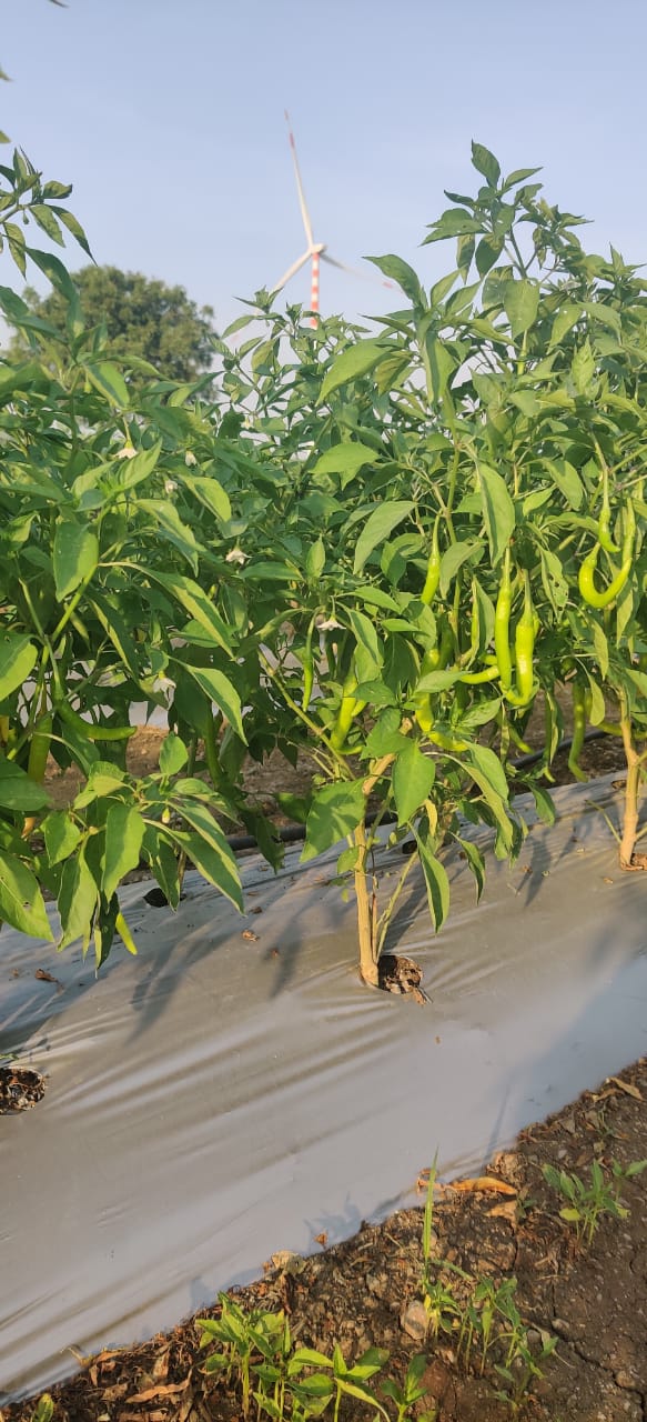 Mulch Film - 4ft, 400 meter, 25 Micron