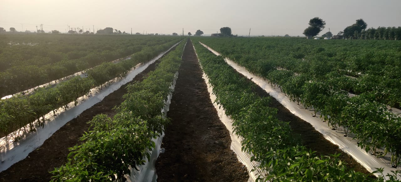Mulch Film - 4ft, 400 meter, 25 Micron