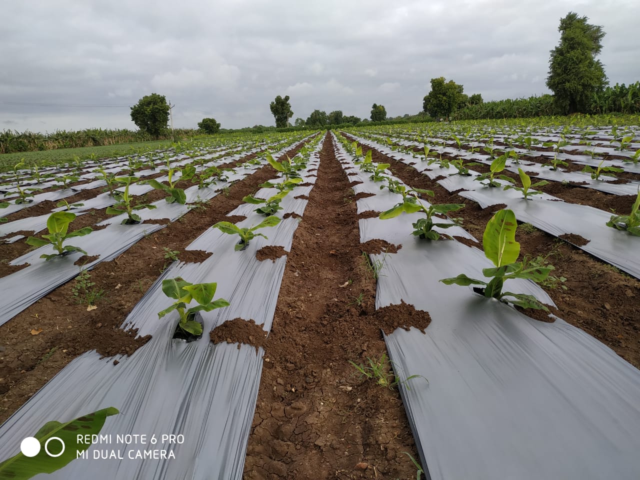 4 Feet X 400 Meter Mulching Roll (5 months) Diamond IMPY