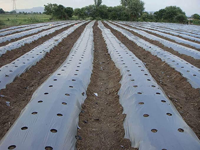 Mulching Sheet - Know Its Uses, Types and Advantages