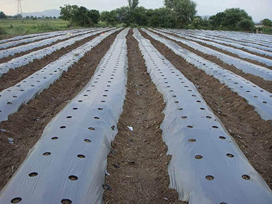 Mulching Sheet - Know Its Uses, Types and Advantages