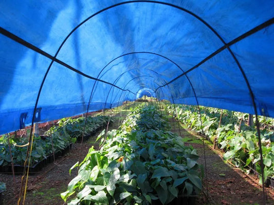 Agricultural Tarpaulins - Know The Benefits