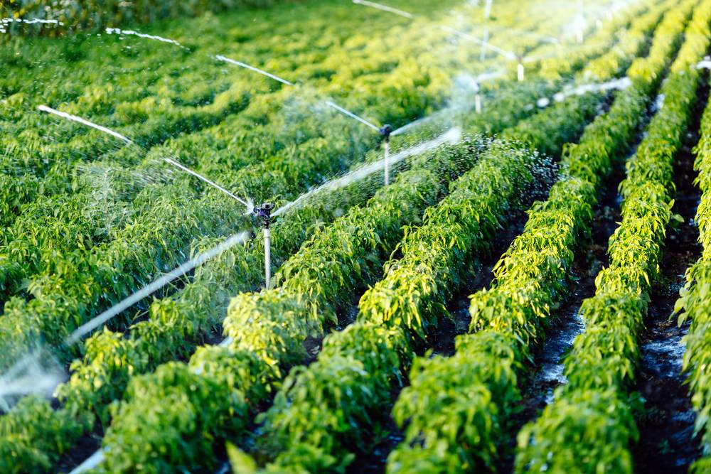 Micro Irrigation vs. Drip Irrigation: Understanding the Differences