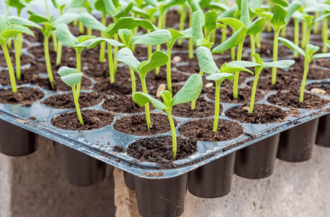 How to Choose a Suitable Seedling Tray for Your Plants