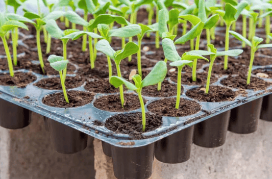 How to Choose a Suitable Seedling Tray for Your Plants