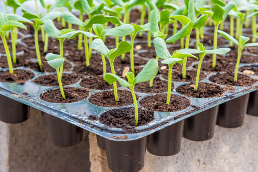 What Are the Benefits of Using a Nursery Tray?