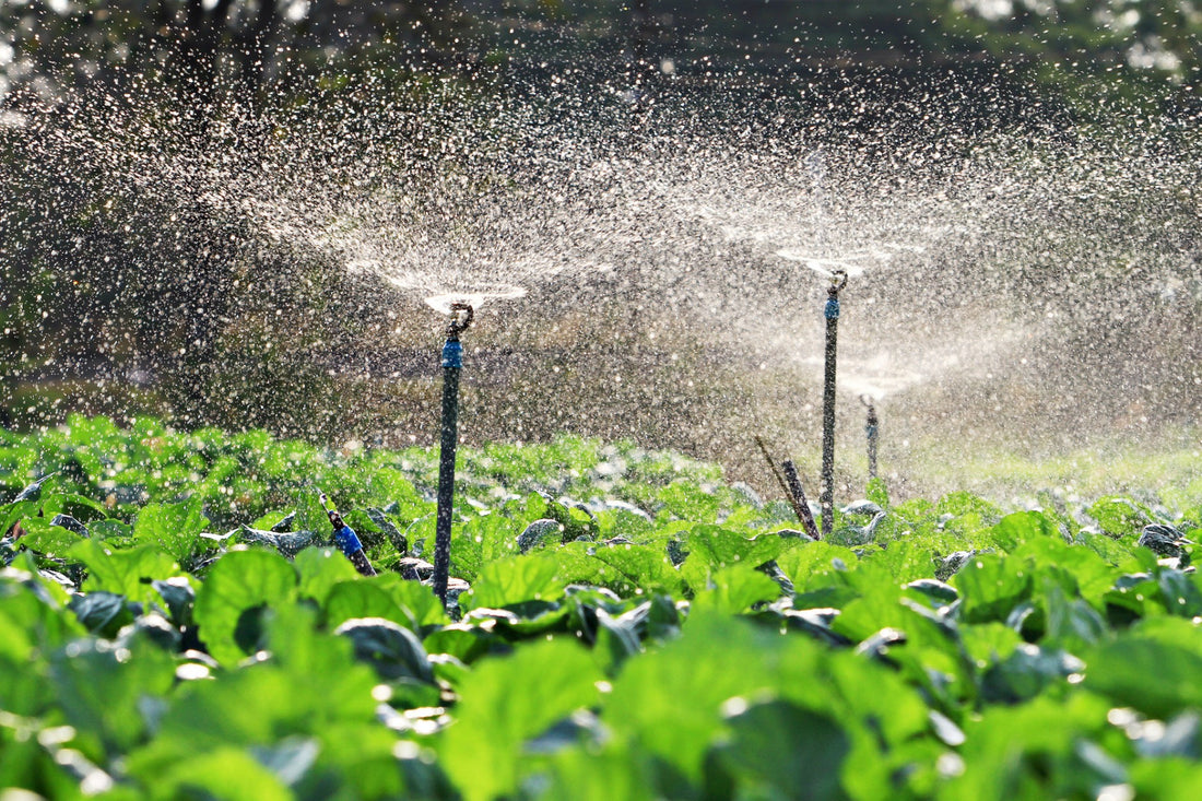 Sprinkler Irrigation: Uses and Benefits