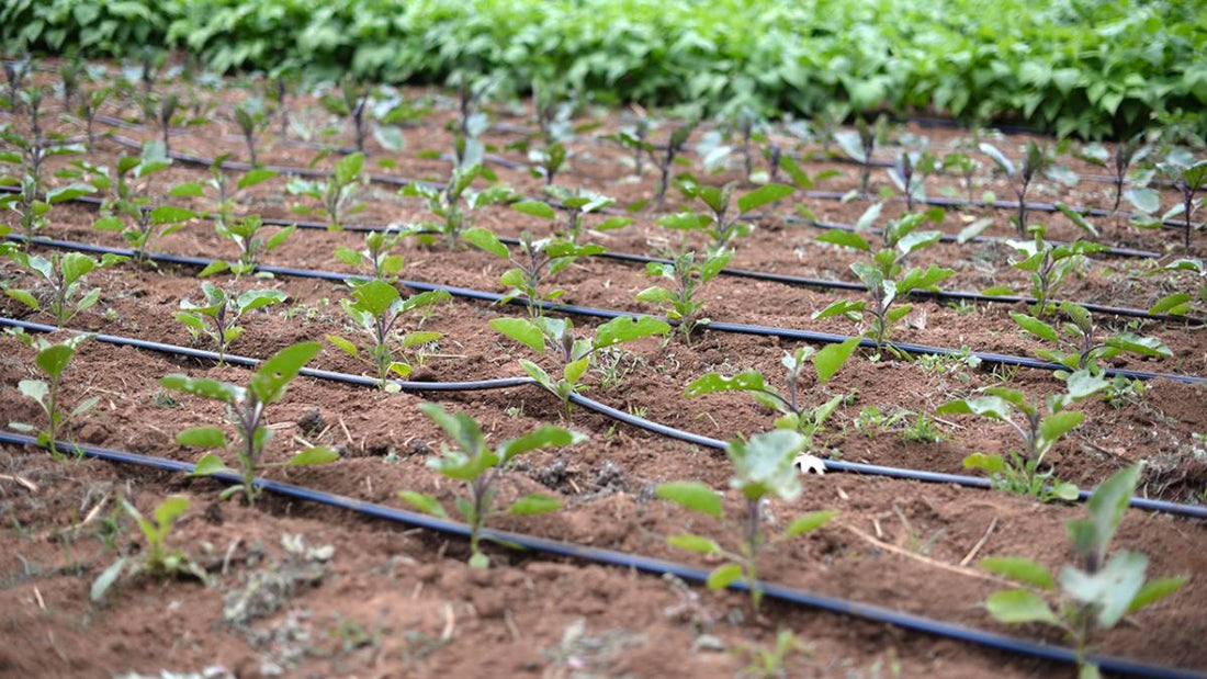 What is Drip Irrigation and Why is it Beneficial?
