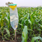 Funnel Trap (Pack of 10) — Moth & Bollworm Monitoring Trap - image 5