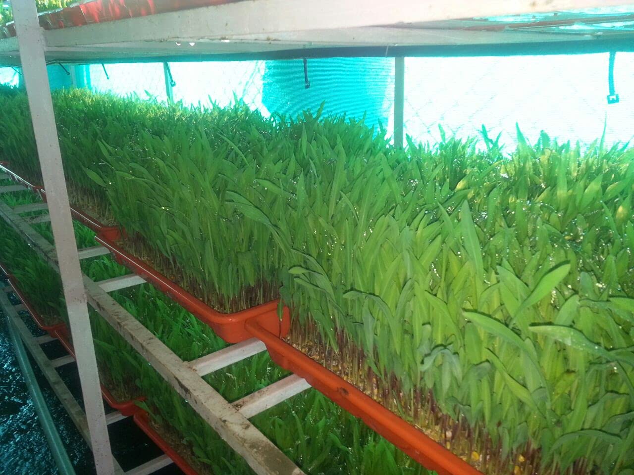 Hydroponics Premium Plastic Tray