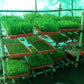 Hydroponics Premium Plastic Tray