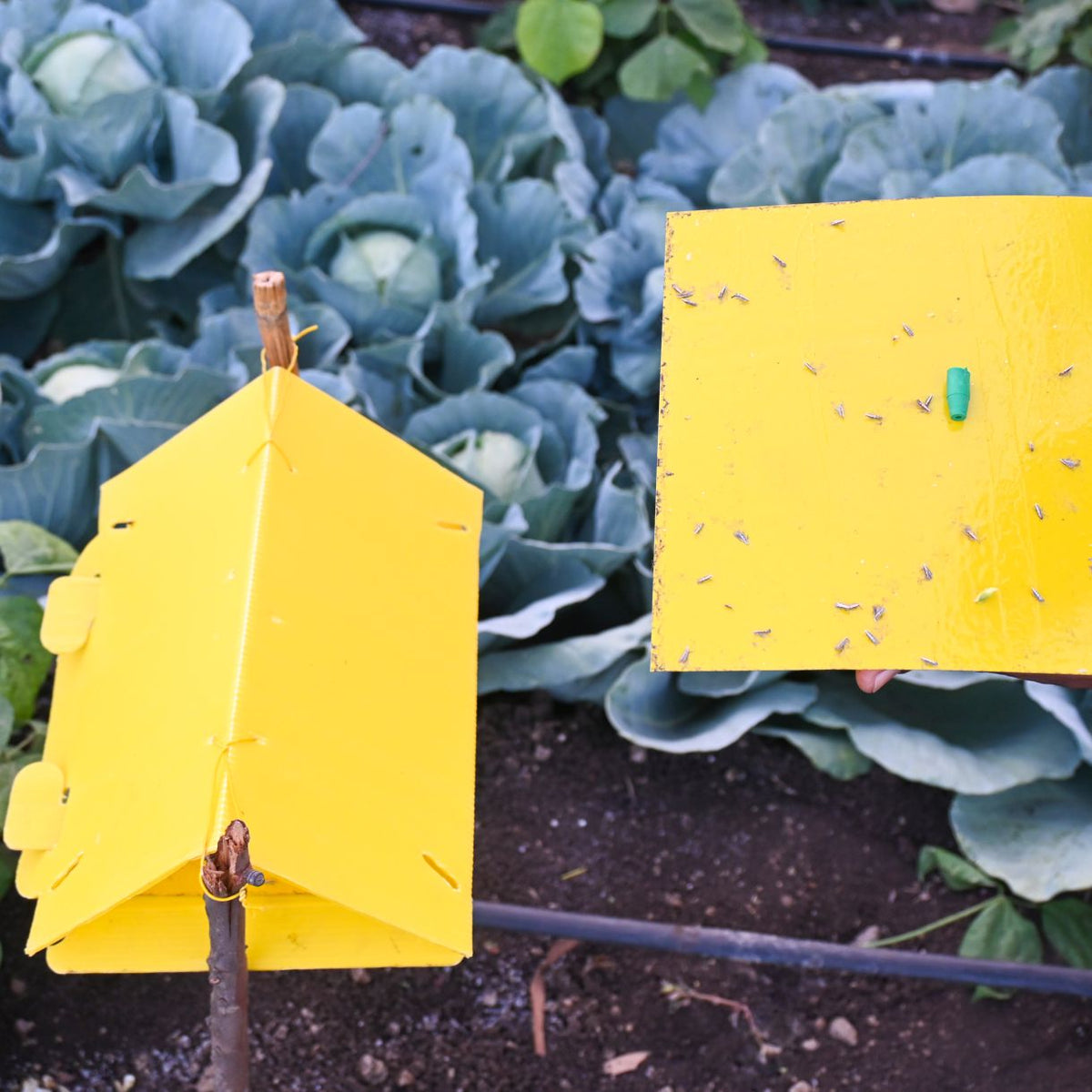 Delta Trap (Pack of 10) — Sticky-Liner Moth Trap - image 3