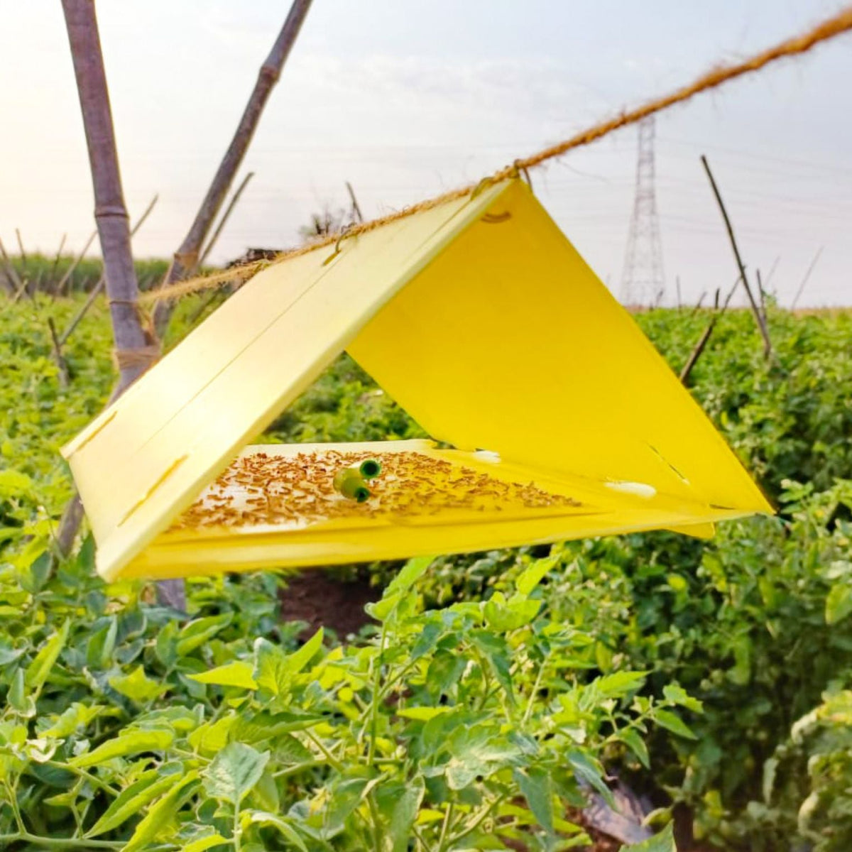 Delta Trap (Pack of 10) — Sticky-Liner Moth Trap - image 4