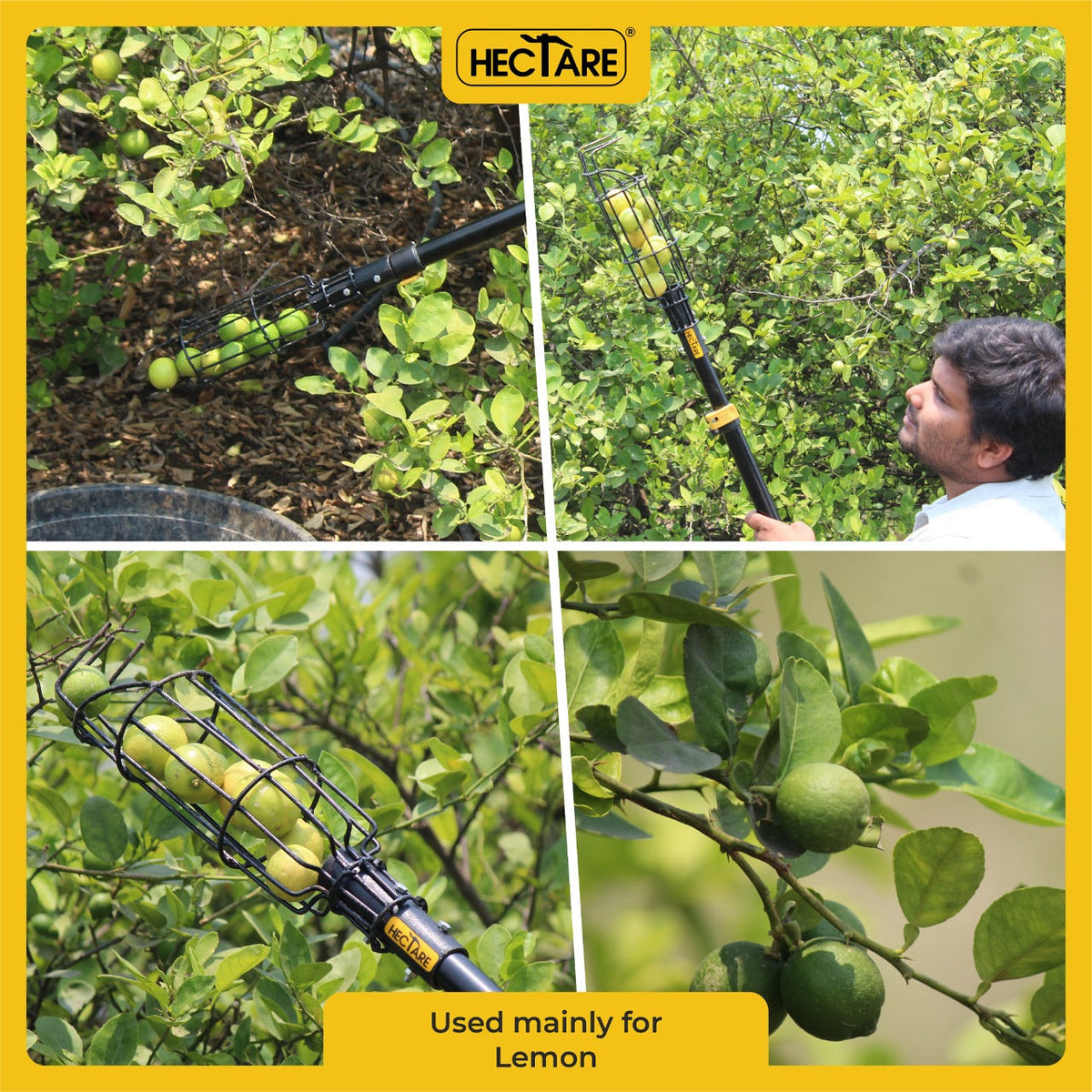 Hectare Lemon Picker – Coated Steel Basket, Without Pole - image 4