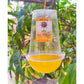 IPM Trap with Fruit Fly Lure