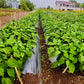 Mulching film