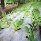 Mulching film