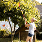 ARTICULATED FRUIT PICKER - image 3