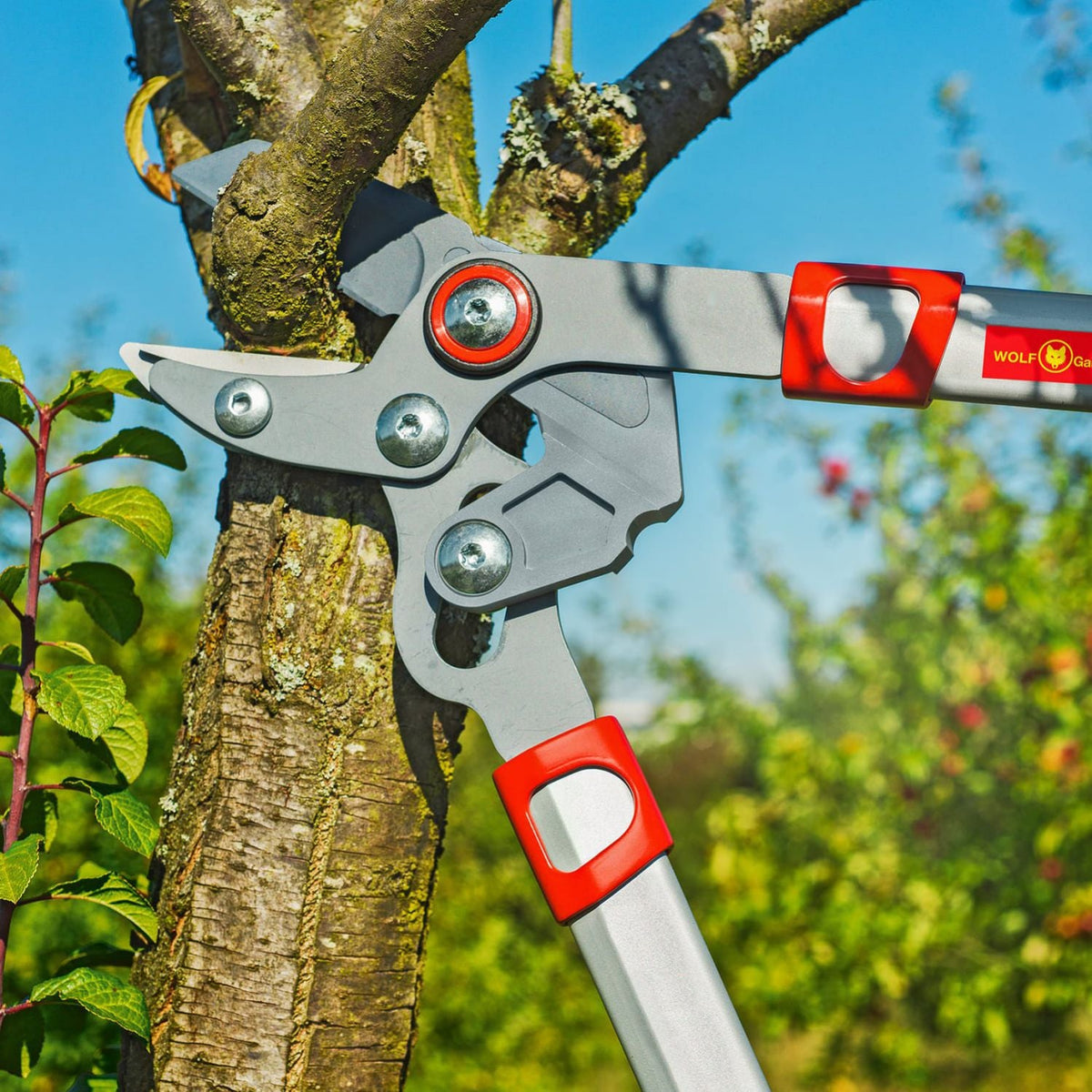 ANVIL BRANCH LOPPERS - image 4