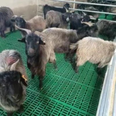 Goat Floor Mat -- 2ft x 2ft, 75mm Rubber Flooring Sheet - image 3