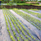 Black Weed Barrier Mat