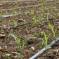 Drip Irrigation Pipe (Flat Inline Drip 16 mm)