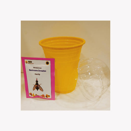 Fruit fly trap Dorsalis lure