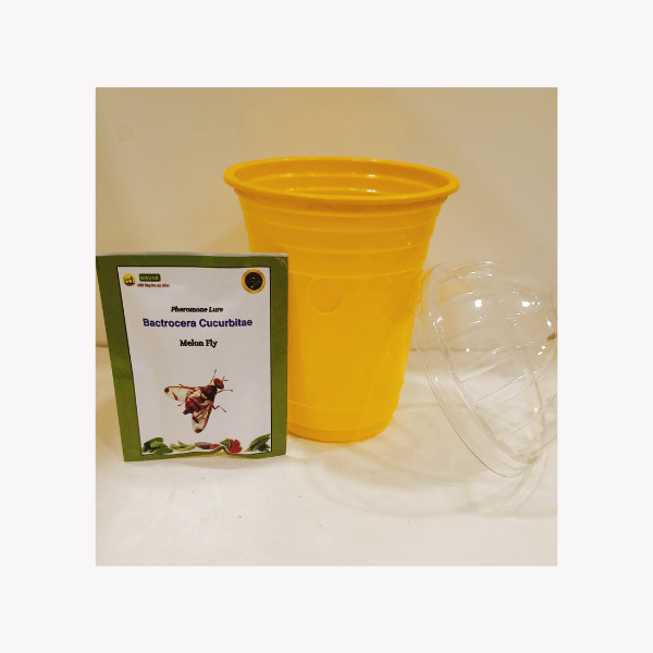 Fruit Fly Trap with Cucurbitae Lure — Melon Fly, Pack of 20