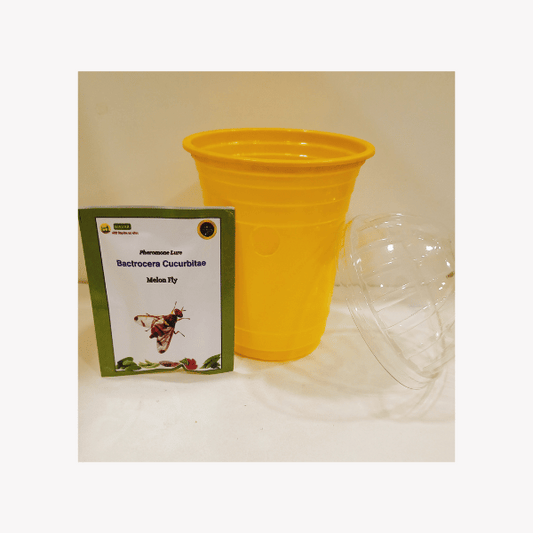 Fruit Fly Trap with Cucurbitae Lure — Melon Fly, Pack of 20