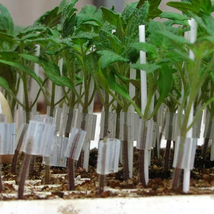 Grafting clip - image 3