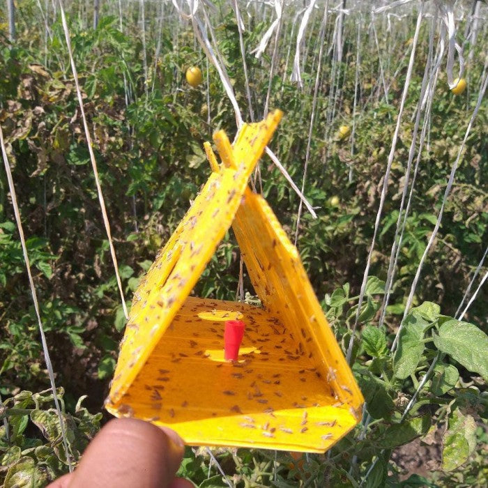 Delta Trap With Lure