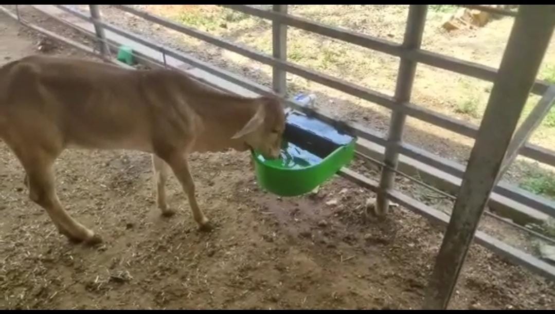 Cow drinking water bowl hotsell