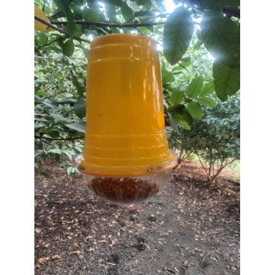 Fruit Fly Trap with Cucurbitae Lure — Melon Fly, Pack of 20 - image 2