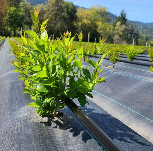 Black Weed Barrier Mat