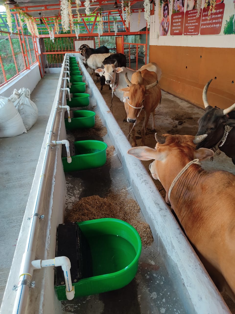 Cow Automatic Water Bowl(10 Ltr)